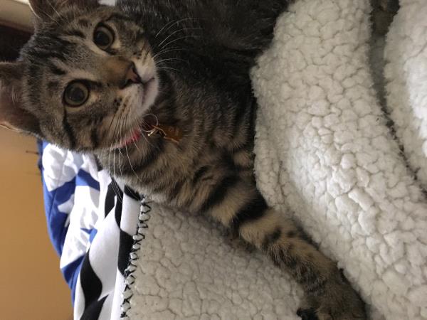 /Images/uploads/Humane Society of Utah/HSU2018/entries/4167thumb.jpg
